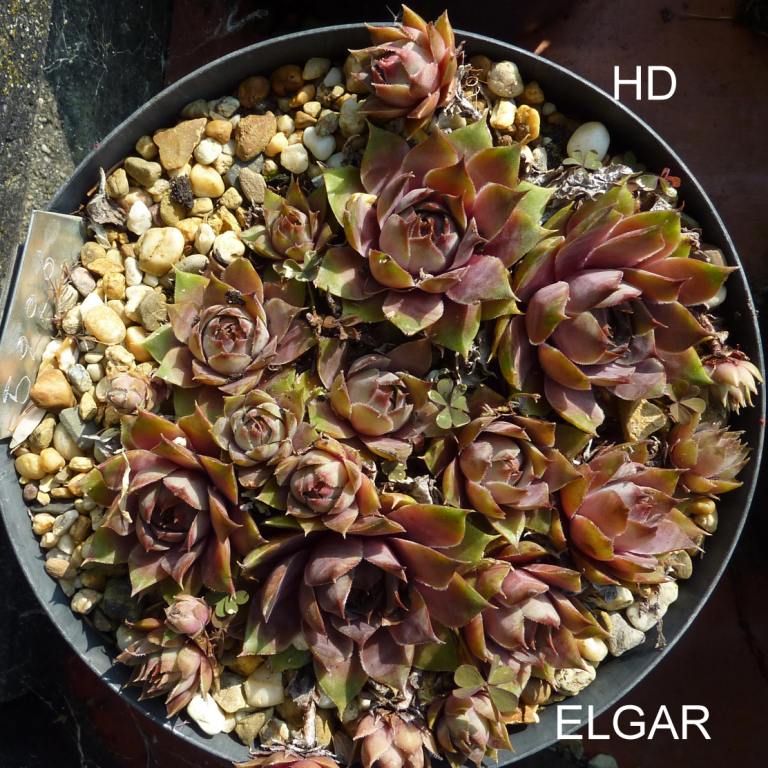 Elgar