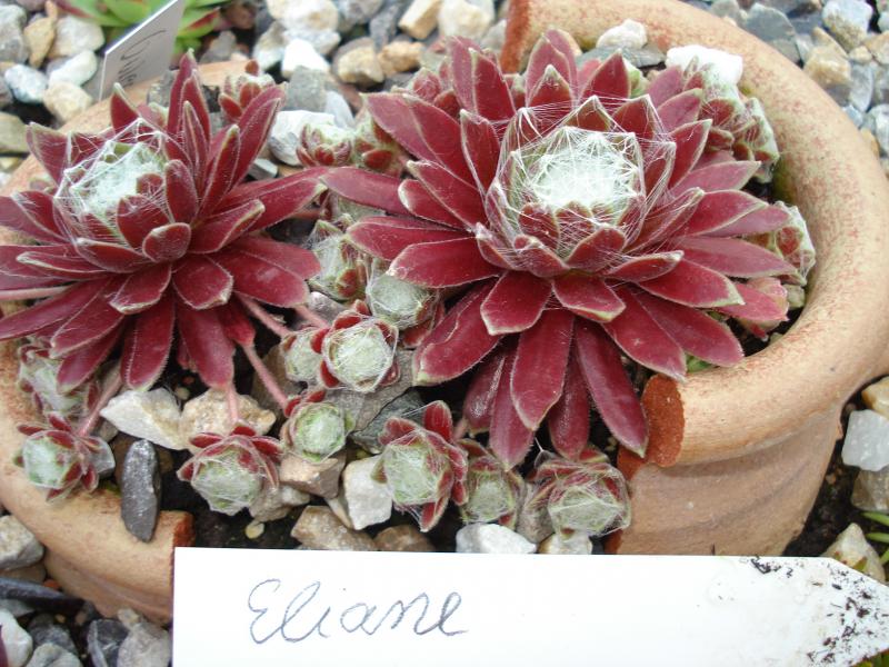 Eliane