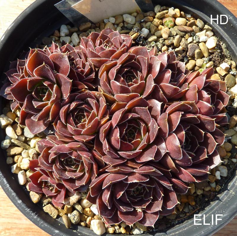 Elif / Jovi