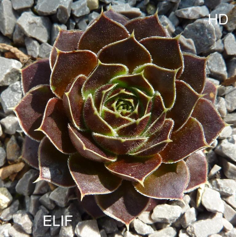 Elif / Jovi
