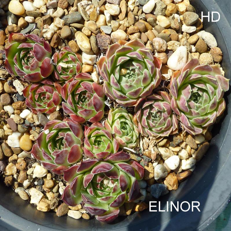 Elinor / Jovi