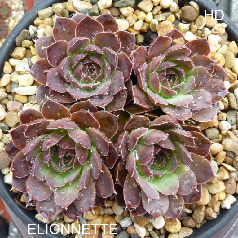 Elionnette / Jovi