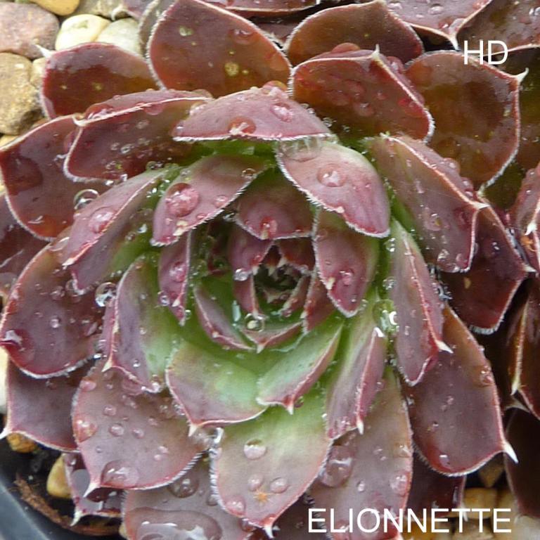 Elionnette / Jovi