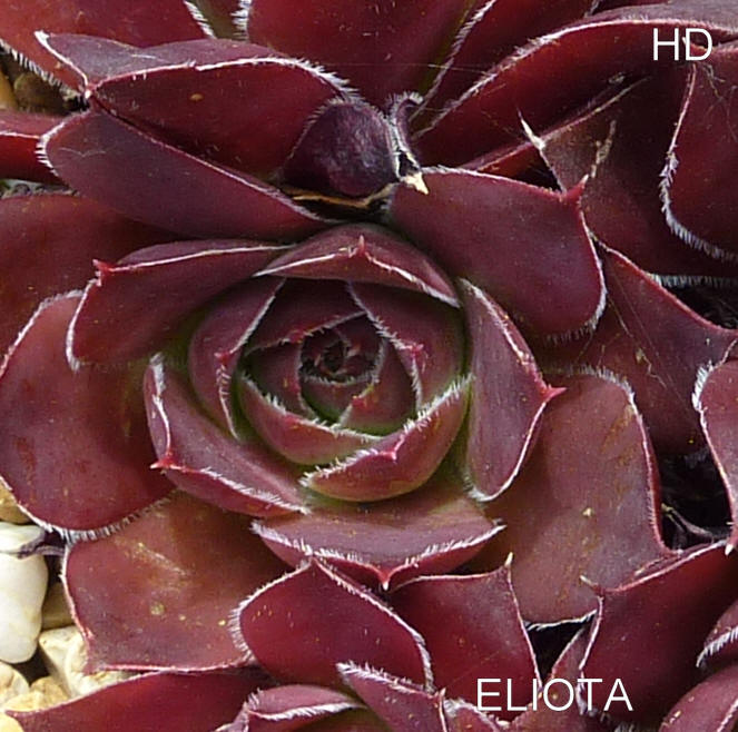Eliota / Jovi