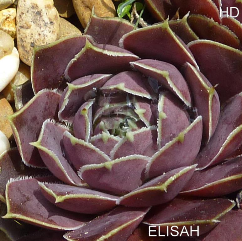Elisah / Jovi