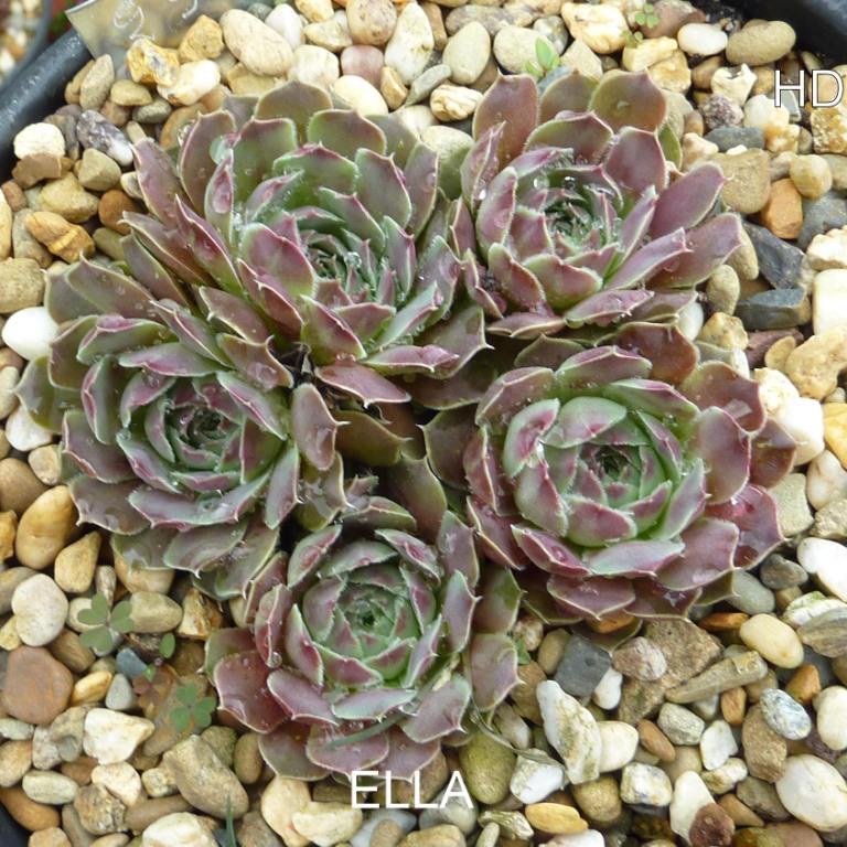 Ella / Jovi