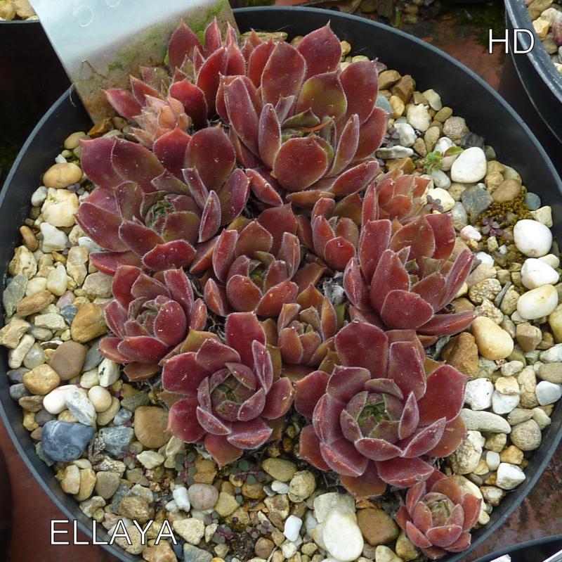 Ellaya