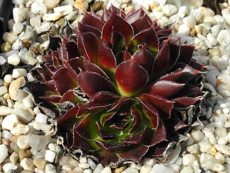 Ellegina / Jovi