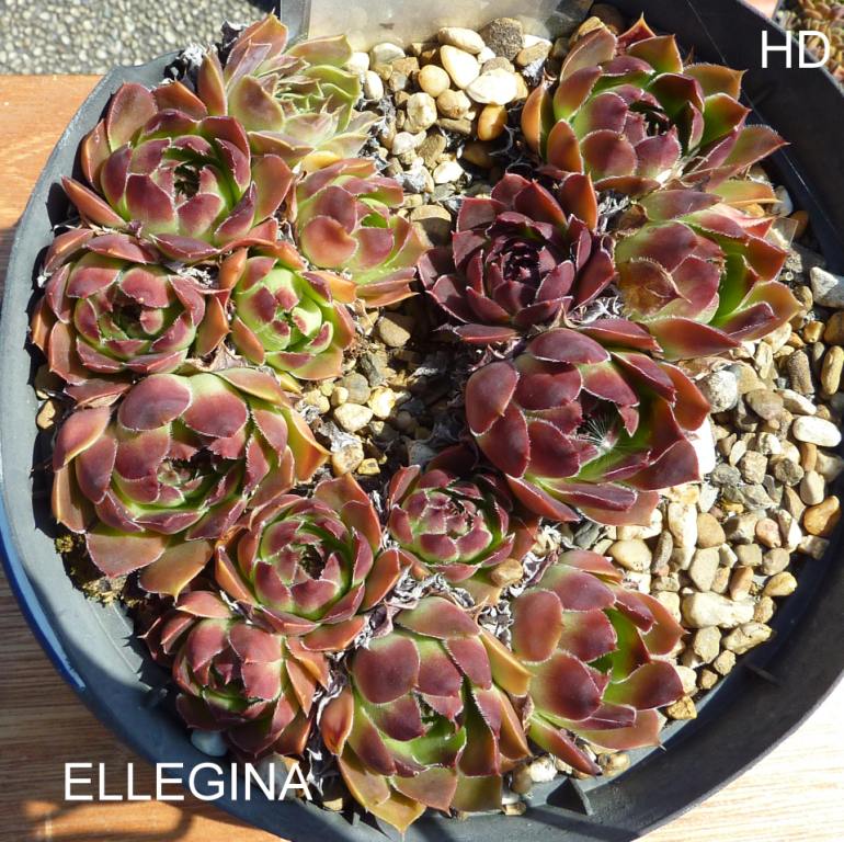 Ellegina / Jovi