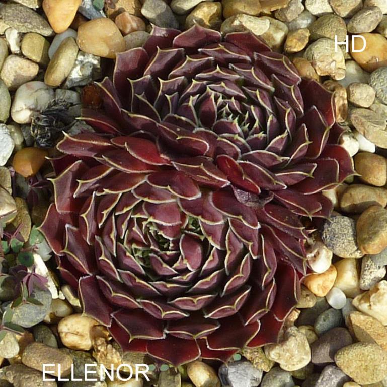 Ellenoor / Jovi