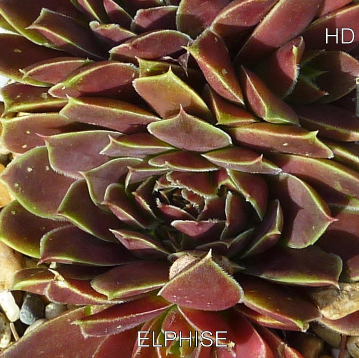 Elphise / Jovi