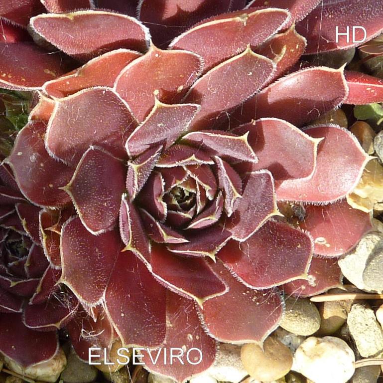 Elseviro / Jovi