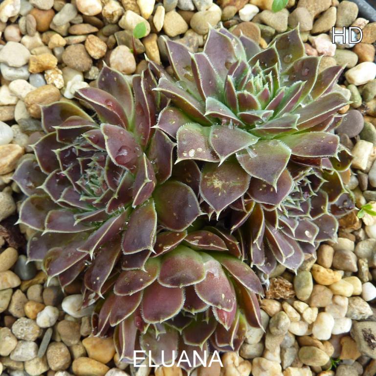 Eluana / Jovi