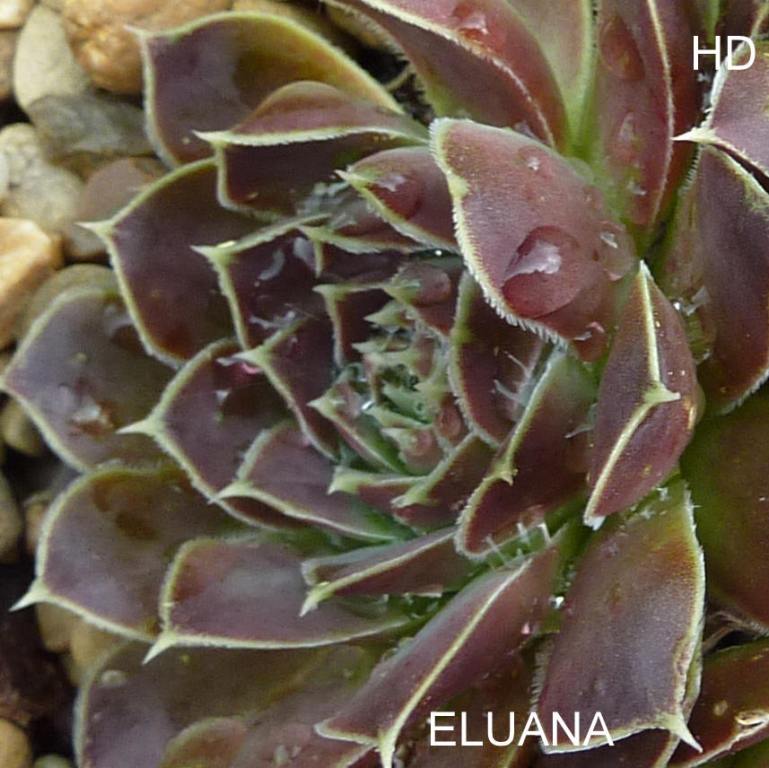 Eluana / Jovi