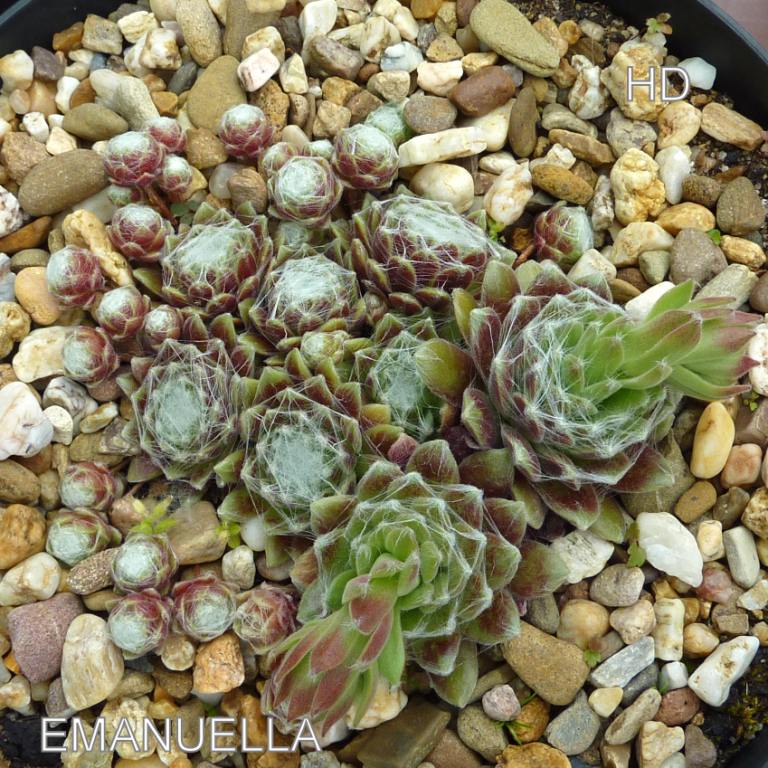 Emanuella