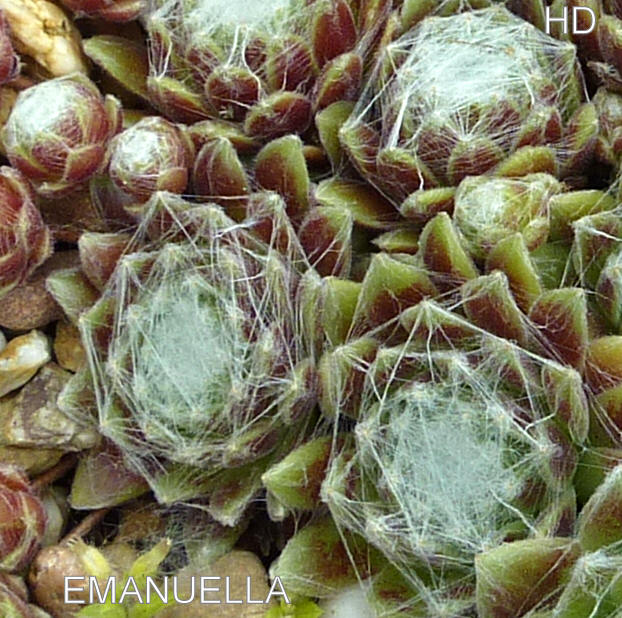 Emanuella
