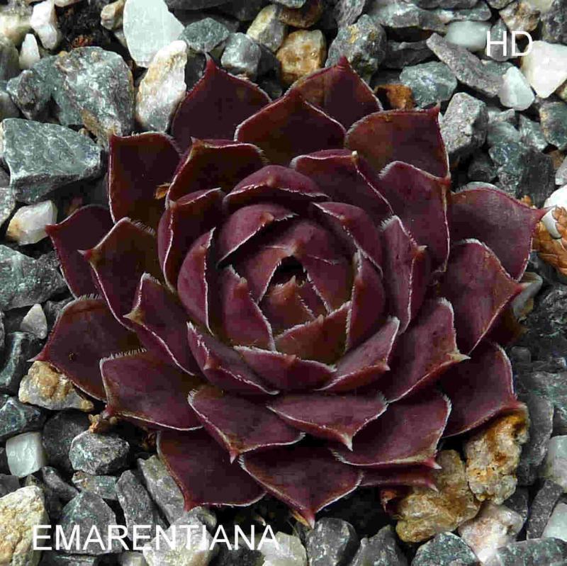 Emarentiana / Jovi