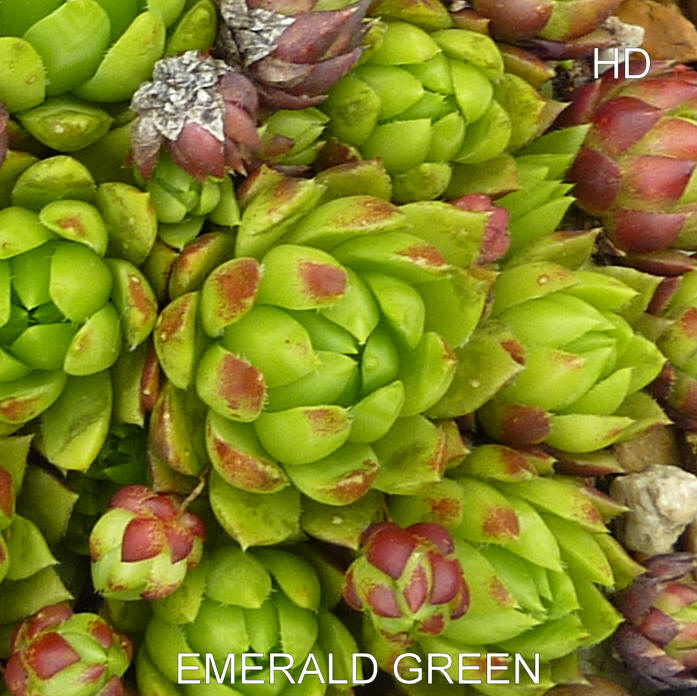 Emerald Green / Jovi