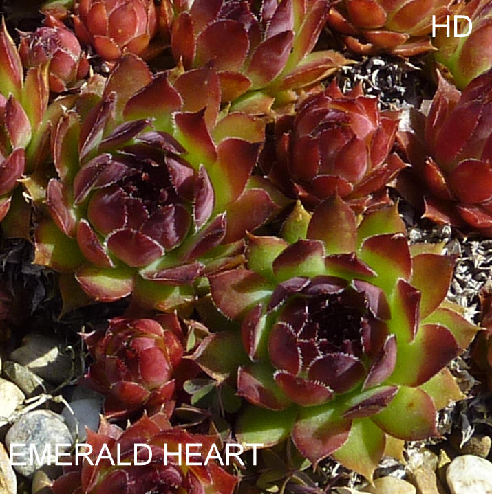 Emerald Heart