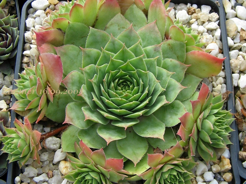 Emerson's Giant