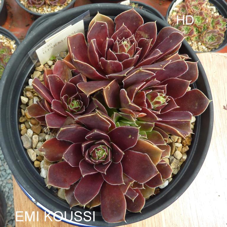 Emi Koussi / Jovi