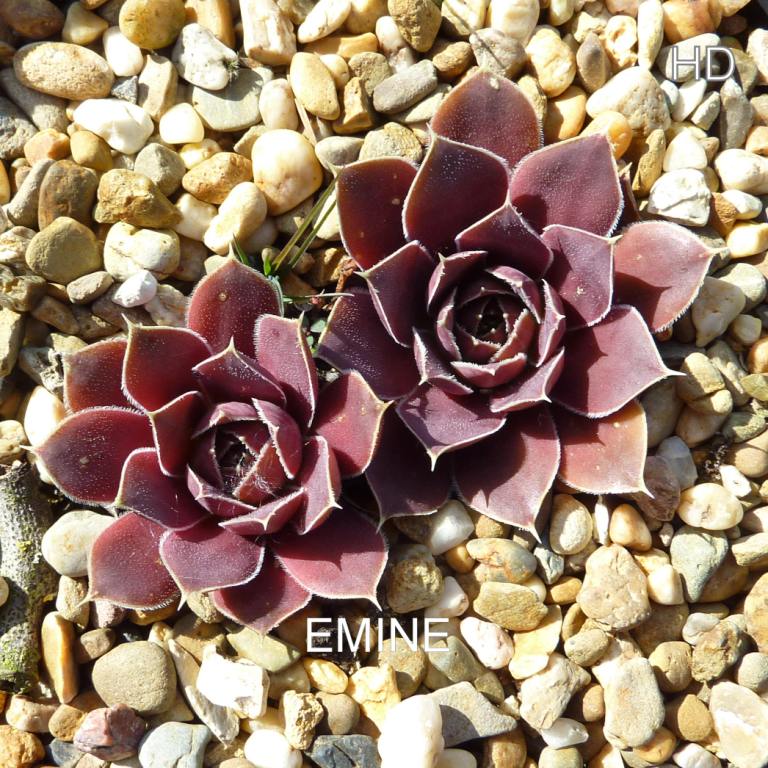 Emine / Jovi