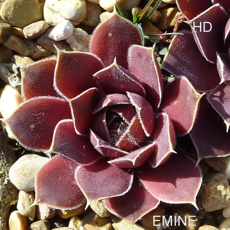 Emine / Jovi