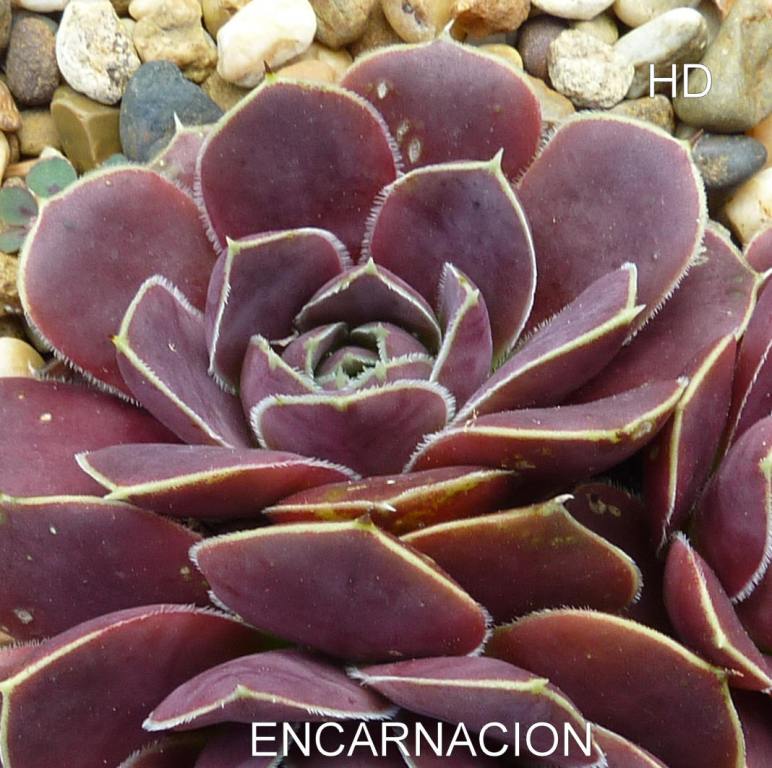 Encarnacion / Jovi