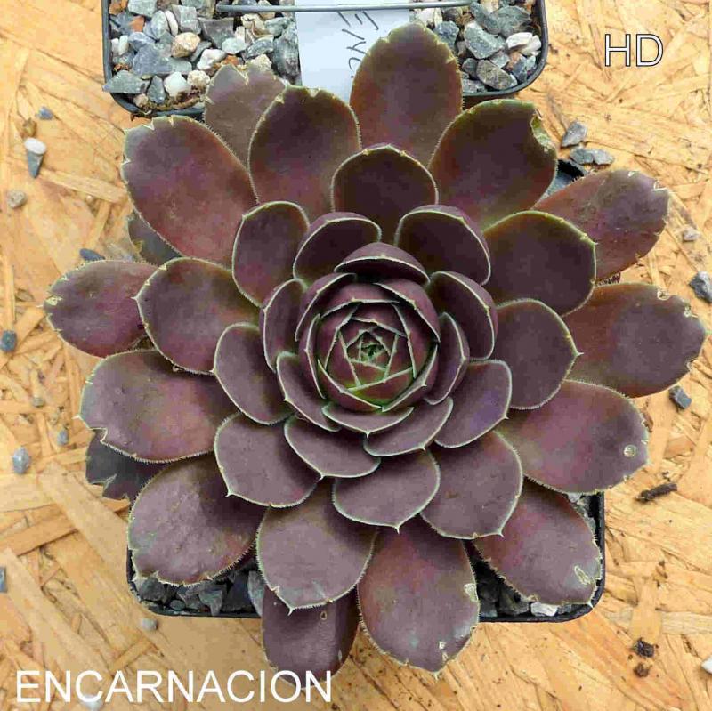 Encarnacion / Jovi