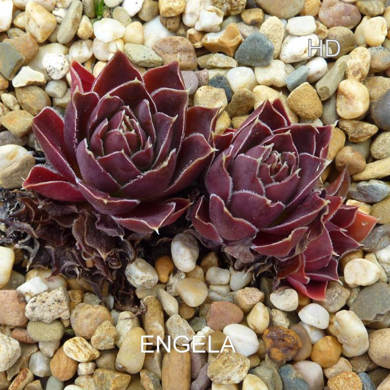 Engela / Jovi