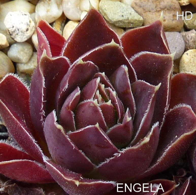 Engela / Jovi