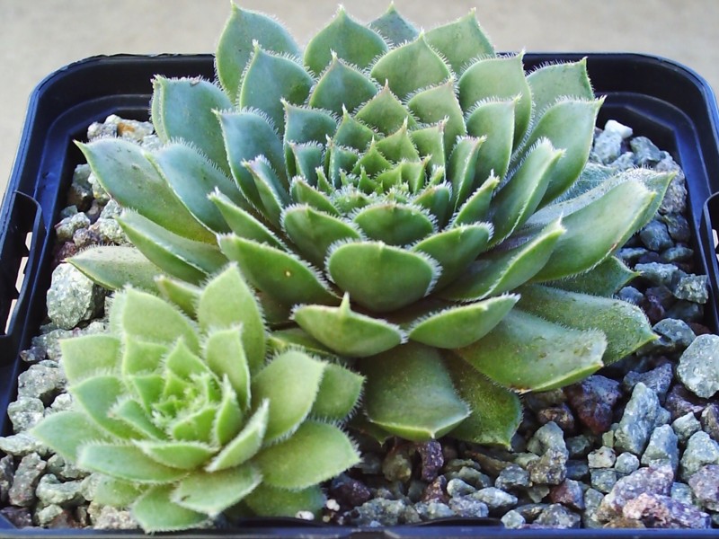 Enkia