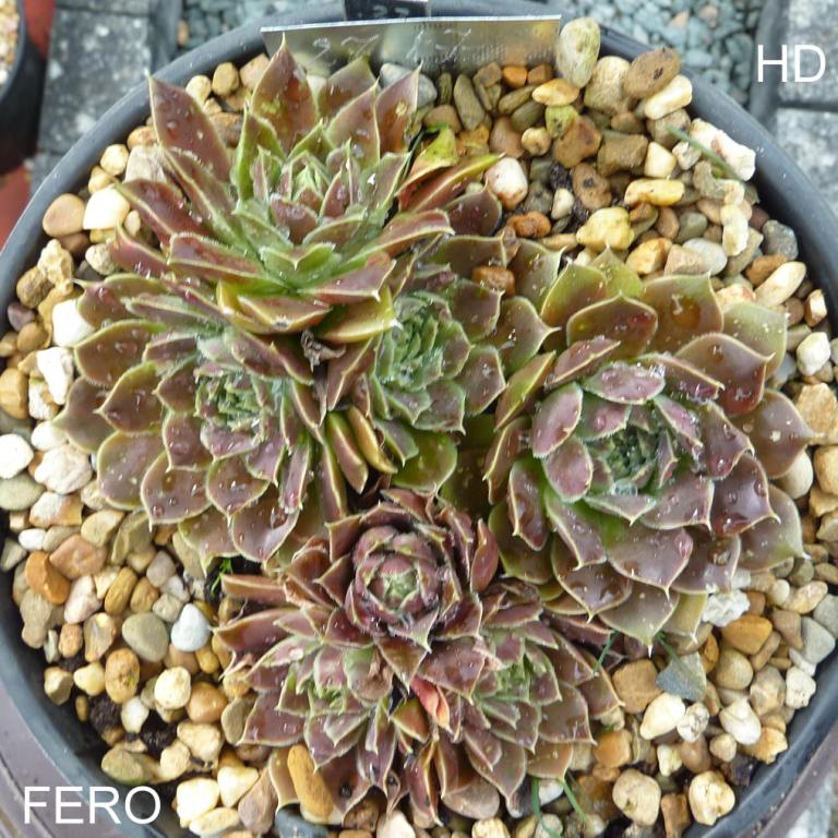 Fero / Jovi