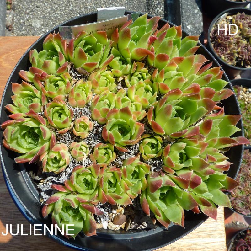 Julienne / Jovi