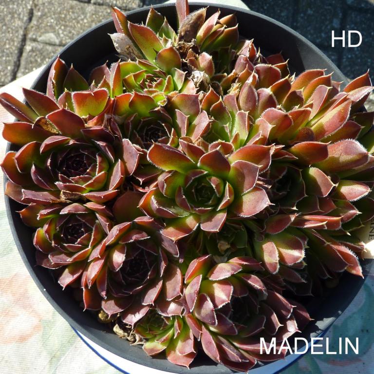 Madelin / Jovi