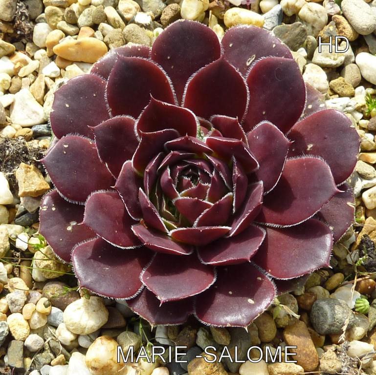 Marie-Salome / Jovi