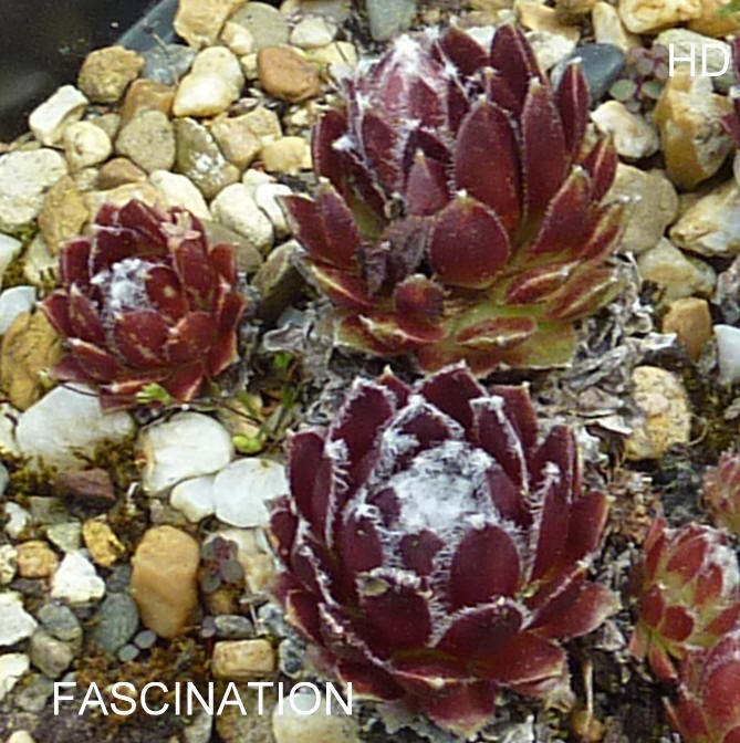 Fascination