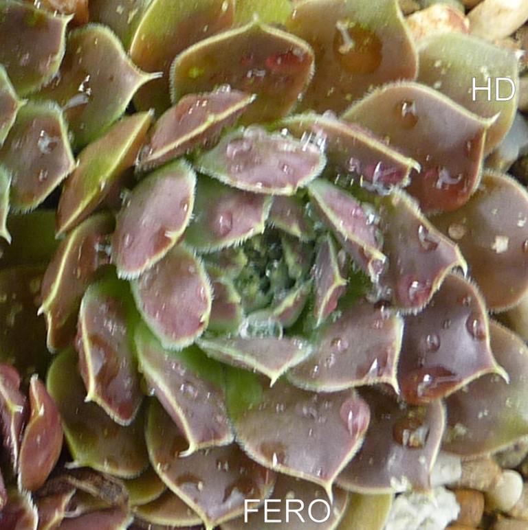 Fero / Jovi