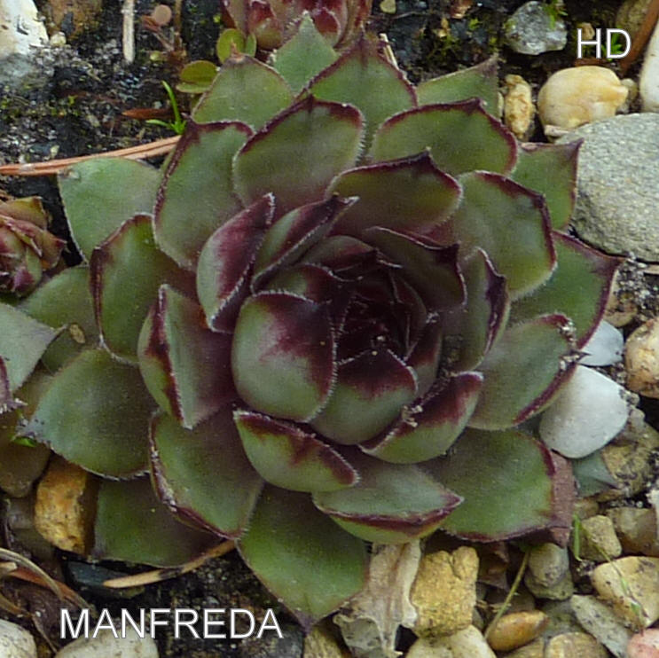 Manfreda