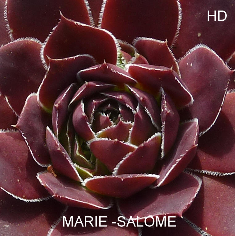 Marie-Salome / Jovi