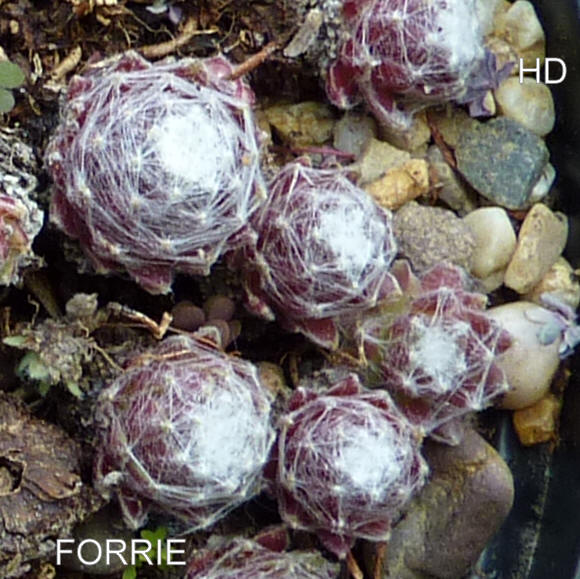 Forrie