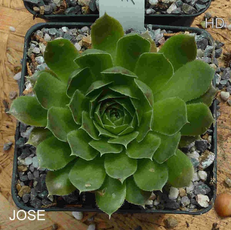 José / Jovi