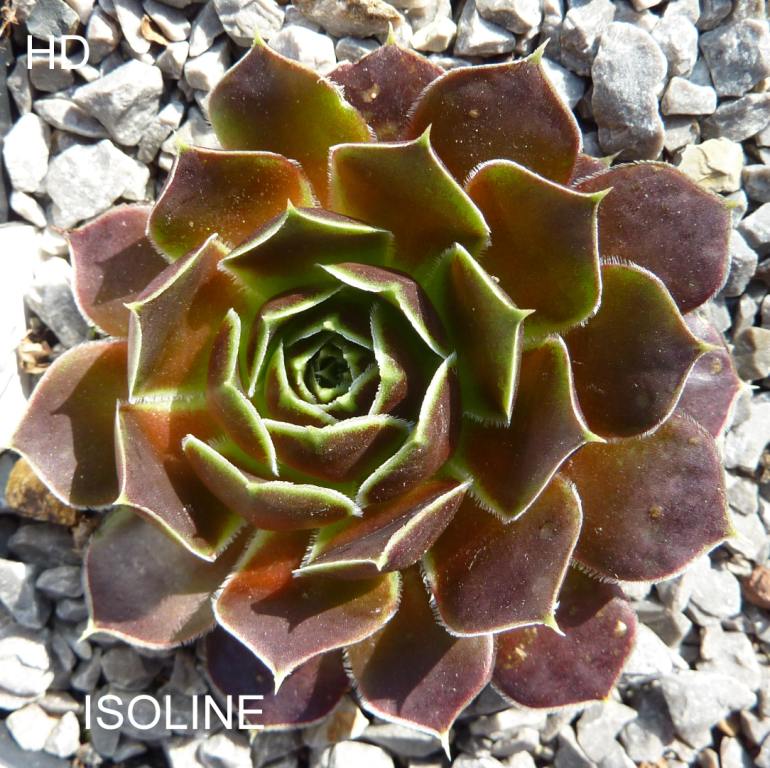 Isoline / Jovi