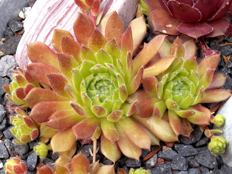 Jigger