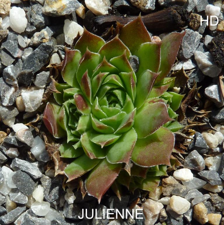 Julienne / Jovi