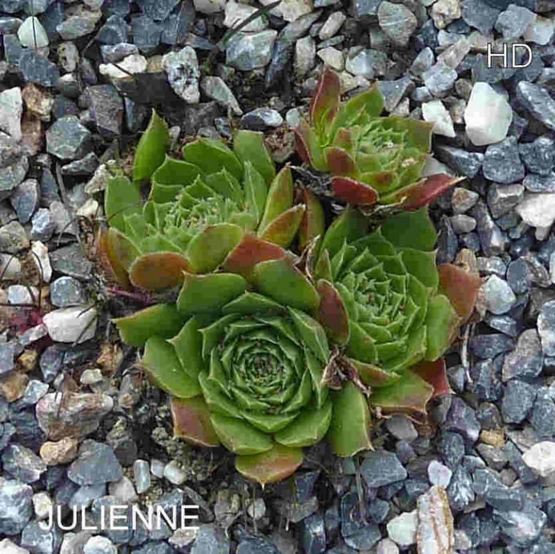 Julienne / Jovi