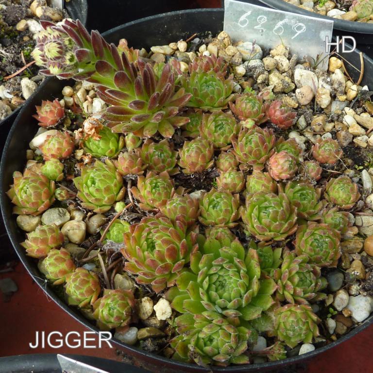 Jigger