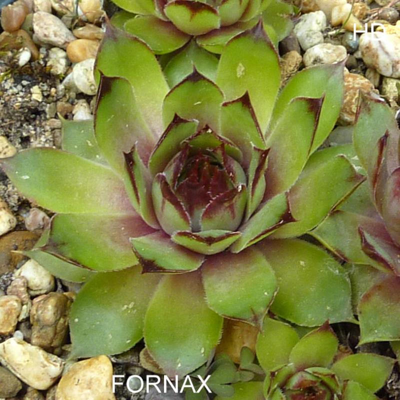 Fornax