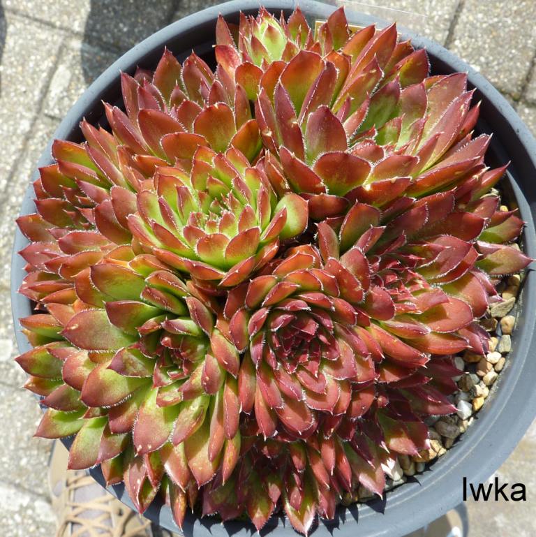 Iwka / Jovi