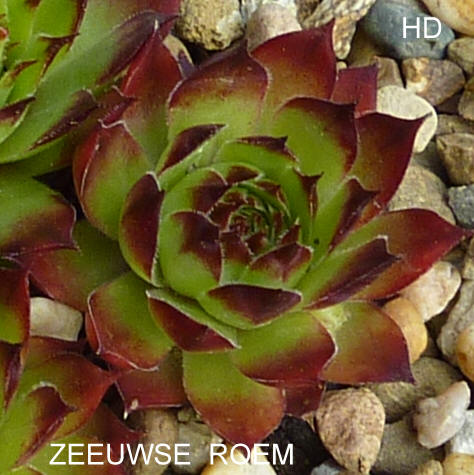 Zeeuwse Roem